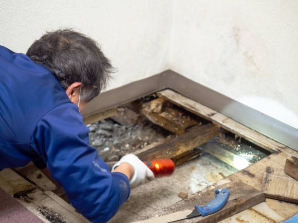 Best Commercial Mold Removal  in Woodburn, IN