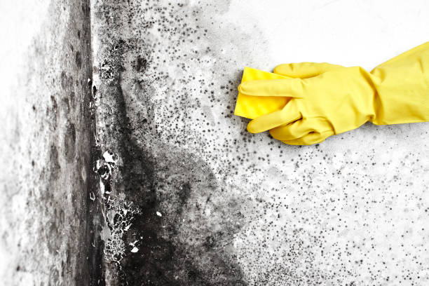 Best Crawl Space Mold Removal  in Woodburn, IN