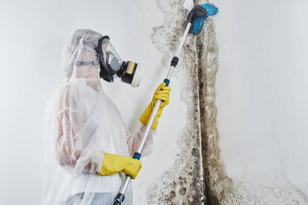 Best Fast Mold Removal  in Woodburn, IN