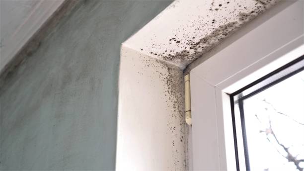 Mold Testing and Removal in Woodburn, IN