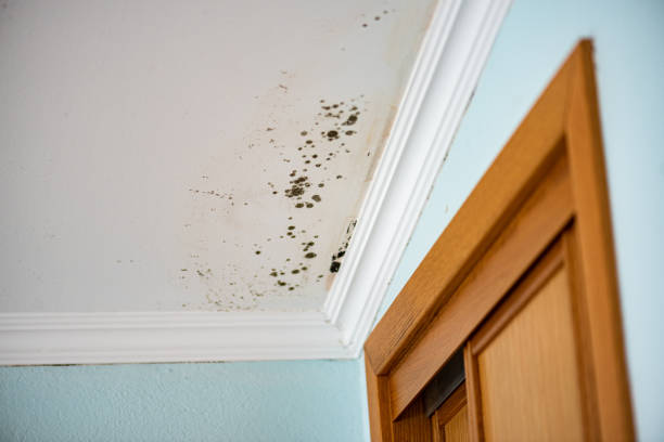 Best Same-Day Mold Removal  in Woodburn, IN