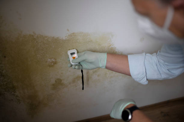 Best Office Mold Removal Services  in Woodburn, IN