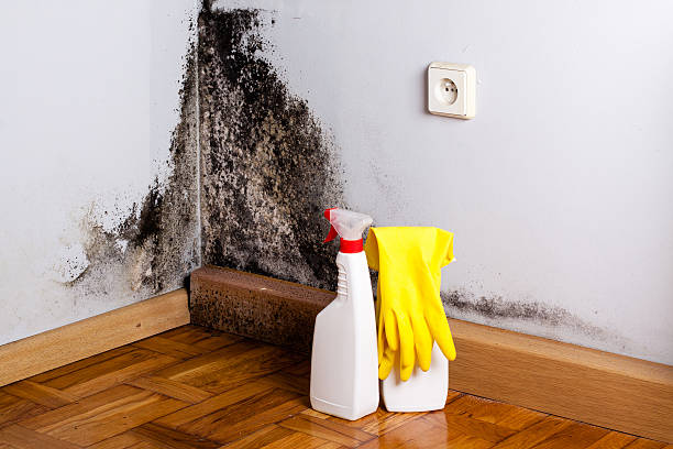 Best Best Mold Removal Companies  in Woodburn, IN