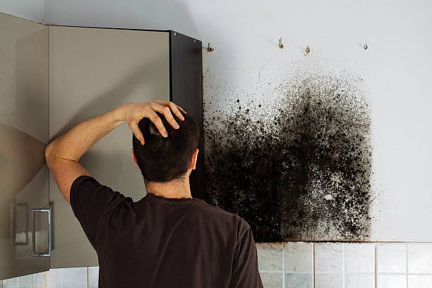 Best Mold Testing and Removal  in Woodburn, IN