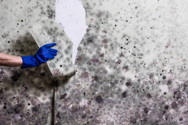 Best Mold Damage Repair  in Woodburn, IN